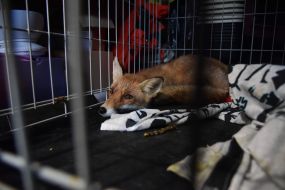 Fox on the territory of the Home of Rescued Animals in Lviv