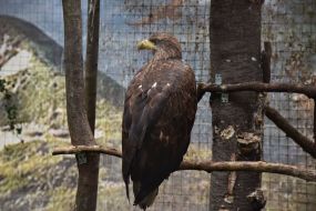 Bird on the territory of the Home of Rescued Animals in Lviv