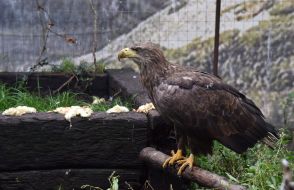 Bird on the territory of the Home of Rescued Animals in Lviv