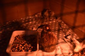 Home of Rescued Animals in Lviv