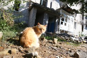 Рыжий кот на фоне жилого дома, разрушенного в результате обстрелов российских оккупантов, в Изюме