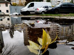 Leaves in a puddle