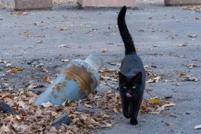 Cat near the engine from the projectile MLRS "Hurricane" in the city of Kup'yansk