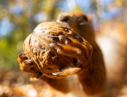A squirrel holds a nut in its paws