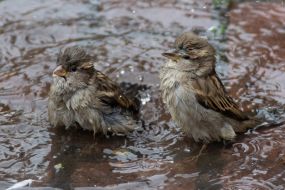 Sparrows bathe in a puddle