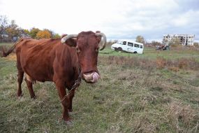 Arkhangelsk settlement (Kherson region) after deoccupation