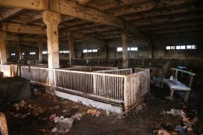 A pig farm in the village of Lyubimivka (Kherson region), where the Russian occupiers lived