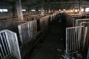 A pig farm in the village of Lyubimivka (Kherson region), where the Russian occupiers lived