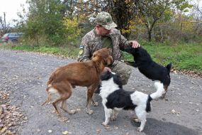 Stray dogs near the Ukrainian military in  Vysokopolye village (Kherson region)