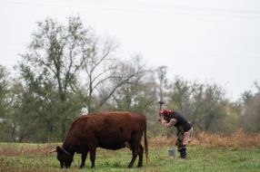 An elderly woman ties a cow in a pasture