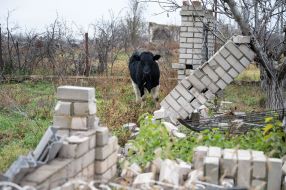 Cow near the destroyed house in Posad-Pokrovskoe village (Kherson region)