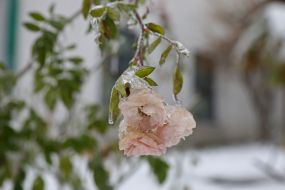 Обледеневшая роза