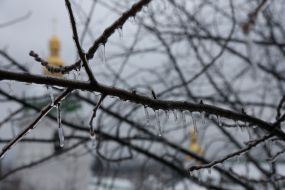 Обледеневшие ветви дерева