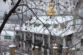 Обледеневшие ветви дерева