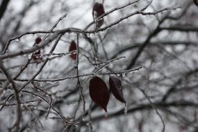 Frozen tree branches
