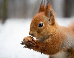 Squirrel