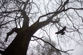 The bird flies to the tree