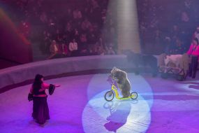 The premiere of the New Year's performance "Constellation"