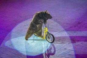 The premiere of the New Year's performance "Constellation"