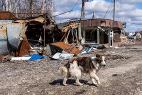 Собака на тлі зруйнованих кіосків у селищі Прудянка