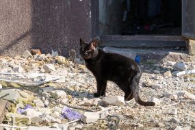Black cat near a dilapidated house