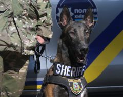 A police service dog