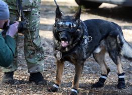 A police service dog