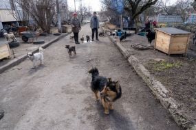 Dogs in the village of Russian Tishki, Kharkov region