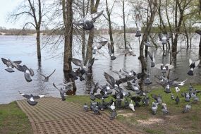 The flooded city park "Natalka" in Kyiv