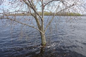 The flooded city park "Natalka" in Kyiv