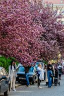 Cherry blossoms in Uzhhorod
