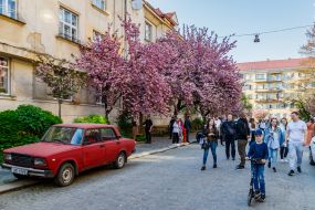 Cherry blossoms in Uzhhorod