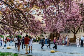Cherry blossoms in Uzhhorod