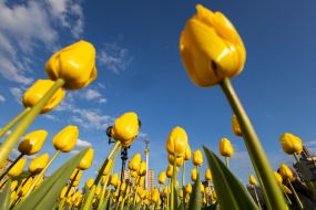Tulips on Independence Square