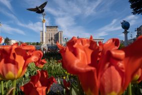 Tulips on Independence Square