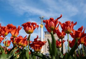Tulips on Independence Square