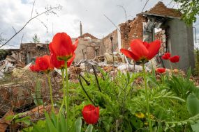 Tulips near the destroyed house