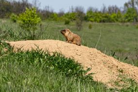 Groundhog in the field