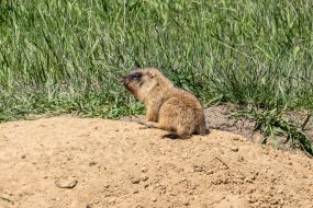 Groundhog in the field