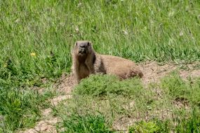 Groundhog in the field