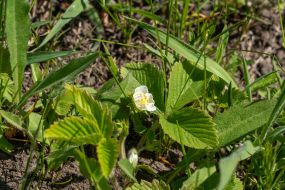 A flowering strawberry bush