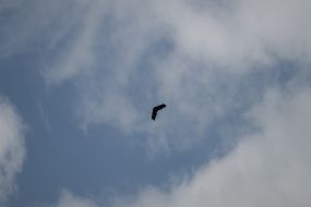 Unmanned aerial vehicle "Valkyrie"