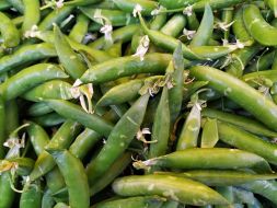 Peas at the market in Kyiv