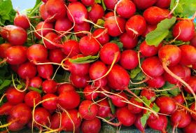 Radish at the market in Kyiv