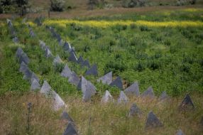 Anti-tank "dragon teeth"