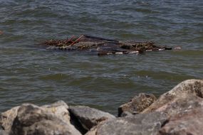 Garbage from the Kherson region on the Odessa coast
