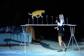 Trainer with a cat
