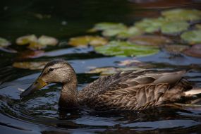 Утка в Киевском зоопарке