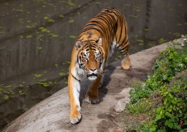 Tiger in Kyiv Zoo