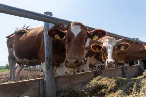 cows